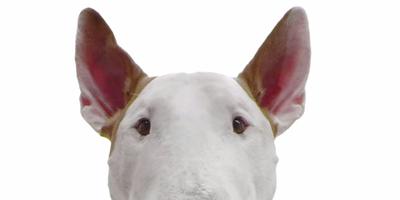 is the bull terrier legal in spain